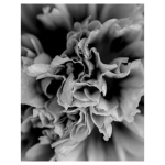 Black & White Peony Fleece Blanket
