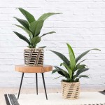 Peace Lily - Sensation - In Queen Ilala Basket