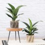 Peace Lily - Sensation - In Queen Ilala Basket