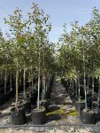 Syzygium Guineense 50LT