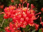 Grevillea Knockout 15CM Pot