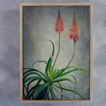 Aloes 3 Art Print - A3 Framed Canvas With Natural Wood Frame