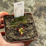 Venus Fly Trap 'cup Trap.' Special Import. - Dormant Plant. 7.5CM Plastic Container.