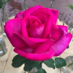 Garden Queen Rose Std 90CM