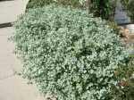 Helichrysum Petiolare 4LT