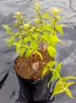 Buddleja Salviifolia Sagewood 10LT
