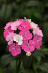 Dianthus Amazon Neon Rose Magic - 1000 Pelleted Seed