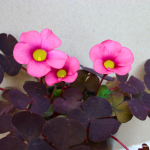 Oxalis Purperea Nigrescens 5 Bulbs. Rare And Indigenous.