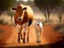 Canvas Wall Art - Nguni Cow Walking With Calf - B1461 - 120 X 80 Cm