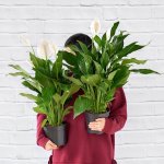 Peace Lily - Chopin - In 16.5CM Nursery Pot