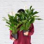 Peace Lily - Chopin - In 16.5CM Nursery Pot