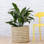 Cast Iron Plant - Extra Large - 30CM In Fundo Palm Leaf Basket