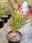 Leucadendron Safari Sunset 15CM Pot