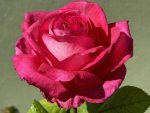 Nathiera Kimber Hybrid Tea Rose 5LT