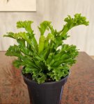 Asplenium Leslie 14CM Pot