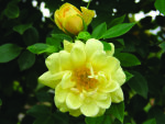 Sunshine Sally Rose 5LT