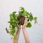 Heart Leaf Philodendron Mossball - Large