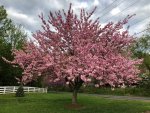 Flowering Cherry Tree 60LT