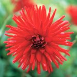 Dahlia Cactus – “forrestal” Bulbs