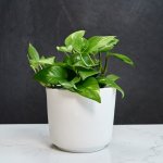 Golden Pothos - In Matt White Emerson Planter