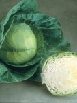 Cabbage Glory Of Enkhuizen Seed - 5 G Raw Seed