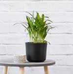 Parlor Palm - Matte Black Emerson