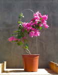 Bougainvillea Red Glory 10LT