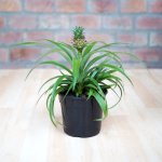 Pineapple Plant - Yellow Pineapple In 14CM Nursery Pot
