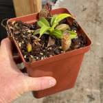 Tropical Pitcher Nepenthes 'lady Pauline' BE-3679