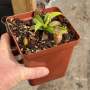 Tropical Pitcher Nepenthes 'lady Pauline' BE-3679