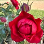 My Grandpa Rose Standard lollipop