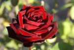 Black Pearl Hybrid Tea Rose 5LT