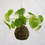 Chinese Money Plant Mossball