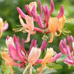 Lonicera X Heckrottii 10LT Pink Honeysuckle