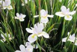 Dietes Grandiflora African Iris 4 Litres
