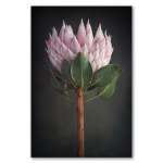 King On Gray 1 Art Print - 100CM X 150CM No Frame Print Only
