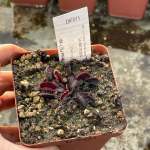 Venus Fly Trap 'pink Venus.' Special Import. - Dormant Plant. 7.5CM Plastic Container.