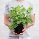 Prayer Plant - Kerchoveana - 15CM Nursery Pot