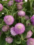 Godetia Grace Mix Seed - 25 Raw Seed