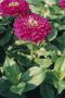 Zinnia Elegans Giant Purple - 1000 Raw Seed