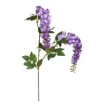 Violet Wisteria Stem