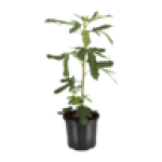 Pot Plant 19CM