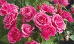 Little Pink Hedge Rose Std 90CM