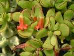 Cotyledon Elisae 128 Plug Tray