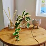 Fishbowl With Hoya – 10CM