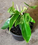 Philodendron Bipinnatafidum Rudolph Seedlings - 3 Plug Plants
