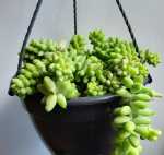 Sedum Morganianum Magnum 16CM Hanging Basket Donkey’s Tail