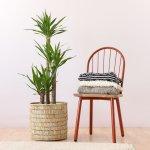 Yucca - Multi Stem - In 35CM Fundo Basket