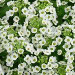 Lobularia Stream 21CM Hanging Basket