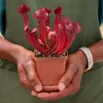 Trumpet Pitcher Sarracenia Lady - Small To Medium Plant. 7.5CM Plastic Container.